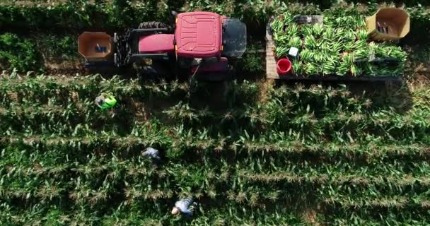 Statyczny Aparat Fotograficzny Powietrza Patrzący Dół Jak Trzech Rolników Zbiera — Wideo stockowe