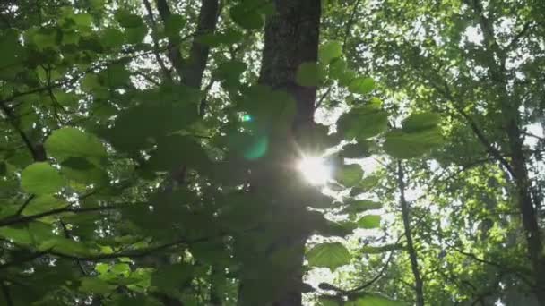 Bäume Blätter Sonnenaufgang Der Natur Ruhige Und Verschwommene Aufnahmen — Stockvideo