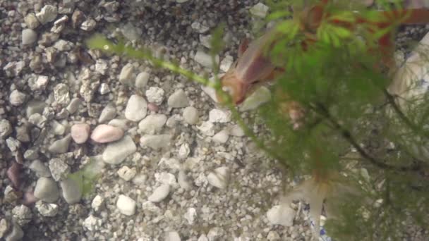 白色和橙色金鱼在家庭水族馆游泳 从上面开枪 — 图库视频影像