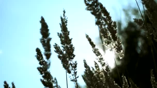 Гарна Тепла Пшениця Крутішає Від Вітру Макрос Блакитним Небом Сонцем — стокове відео
