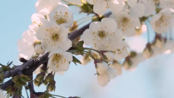 Recorte Algunas Flores Blancas Pakostane Ciudad Croacia — Vídeo de stock