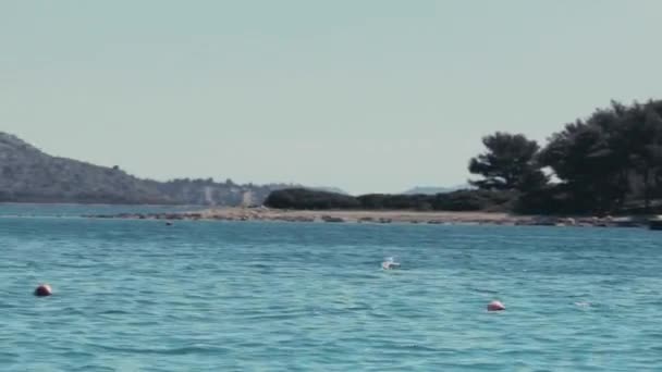 在克罗地亚海滩附近飞行的海鸥的鱼片 — 图库视频影像