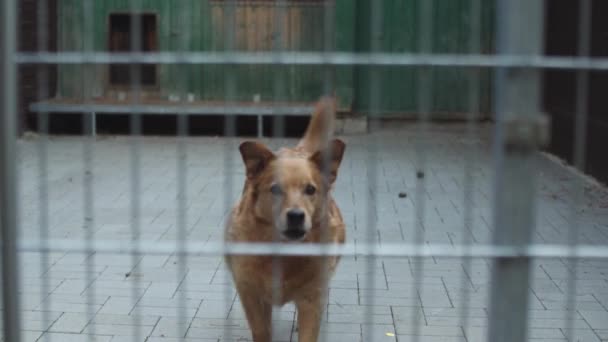 Cão Está Brincando Correndo Abrigo Animais Gaiolas Cercas Adoção Cães — Vídeo de Stock