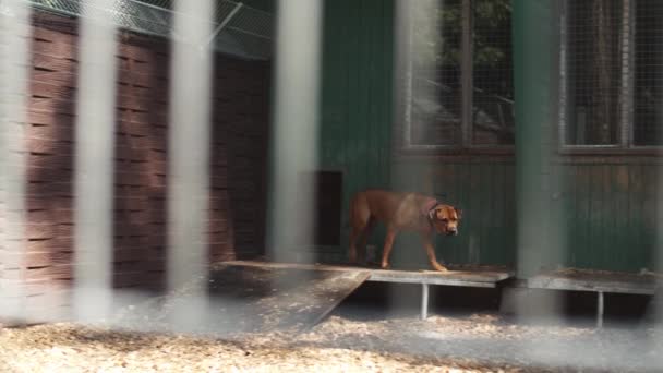 Pies Bawi Się Biega Schronisku Dla Zwierząt Klatkach Ogrodzeniach Adopcji — Wideo stockowe
