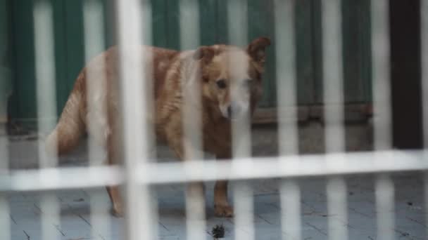 Cane Sta Giocando Correndo Rifugio Animali Gabbie Recinzioni Adozione Cani — Video Stock