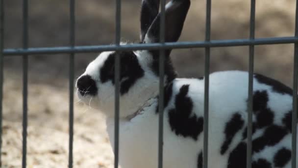 Bir Köpek Hayvan Barınağında Kafeslerde Çitlerde Sahipsiz Köpeklerin Evlat Edinilmesinde — Stok video