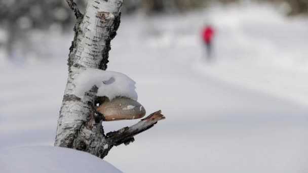 Een Man Die Langlauft Het Bos Van Oslo Noorwegen — Stockvideo