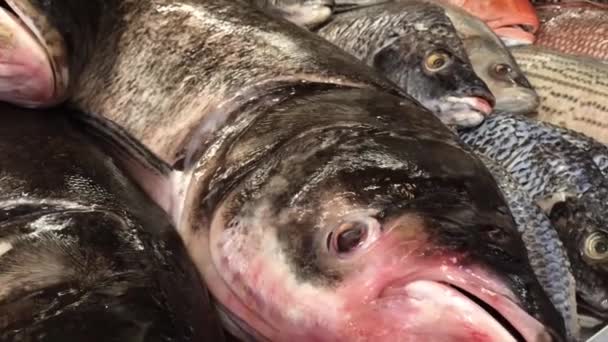 Fresh Sea Fish Being Sold Seafood Market Place Fish Market — Stock Video