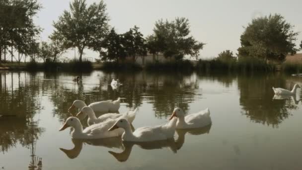 Anatre Essere Anatre Allo Stagno Una Bella Giornata — Video Stock