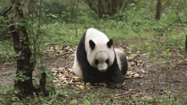 Adult Panda Τρώει Μπαμπού Στο Δάσος Επιβραδύνει — Αρχείο Βίντεο