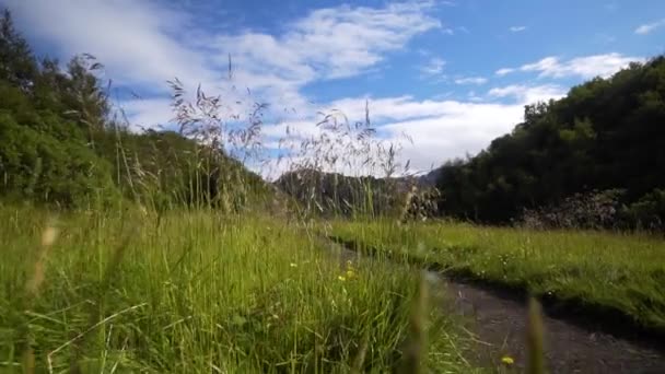 Hermosas Imágenes Steadicam Bajo Hierba Famoso Sendero Senderismo Laugarvegur Islandia — Vídeo de stock