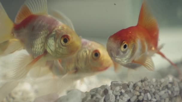 Goldfishes Swimming Home Aquarium — Stock Video