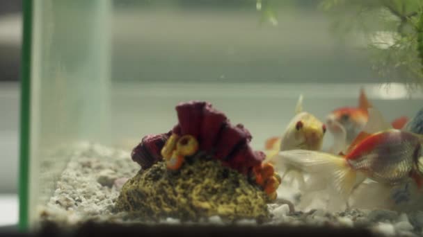 Négy Aranyhal Úszik Egy Otthoni Akváriumban Diavetítés — Stock videók