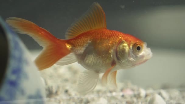 Pez Dorado Naranja Nadando Acuario Junto Una Taza Porcelana China — Vídeos de Stock