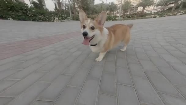 Corgi Dog Idzie Stronę Kamery Wystającym Językiem — Wideo stockowe