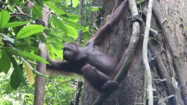 Orangutan Tra Gli Alberi Nella Giungla Nel Borneo — Video Stock