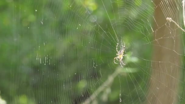 在一个阳光灿烂的日子里 在夏日轻柔的微风中 在蜘蛛网中轻轻摇曳着的十字蜘蛛的近照 — 图库视频影像