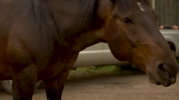 Belo Cavalo Câmera Lenta — Vídeo de Stock