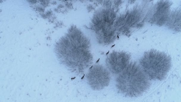 Rådjur Hjord Frostig Vinter Morgon — Stockvideo