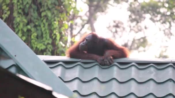 Orangutan Sul Tetto Del Ristorante Malesia — Video Stock
