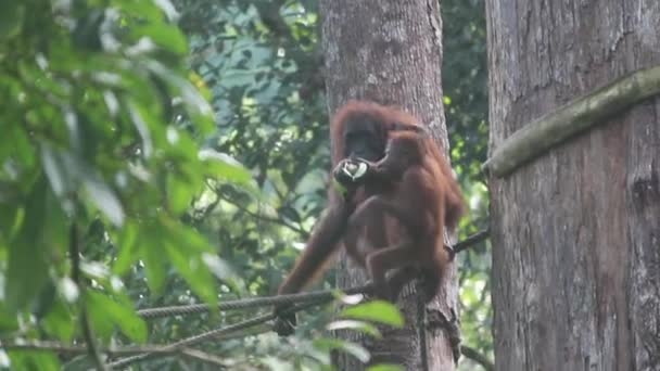 Bebis Orangutang Med Mamma — Stockvideo