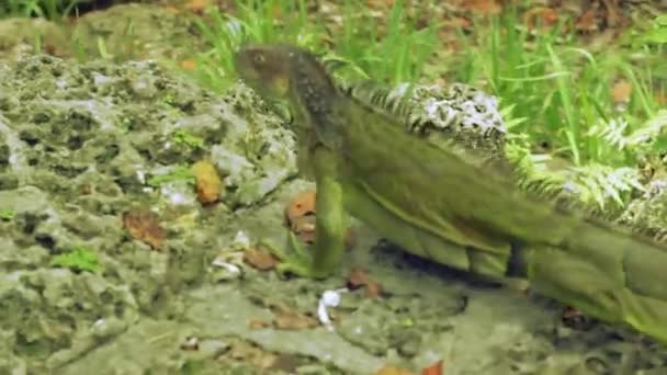 Leguaan Wandelen Miami Park Achtergrond — Stockvideo