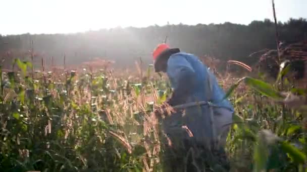 Primo Piano Retroilluminato Dell Agricoltore Immigrato Che Raccoglie Mais Campo — Video Stock