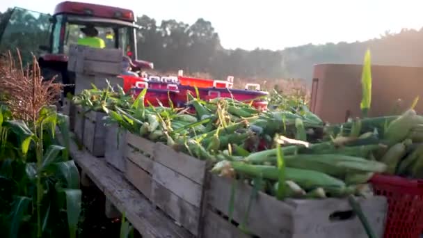 Primer Plano Del Tractor Con Cama Plana Cargado Maíz Moviéndose — Vídeos de Stock