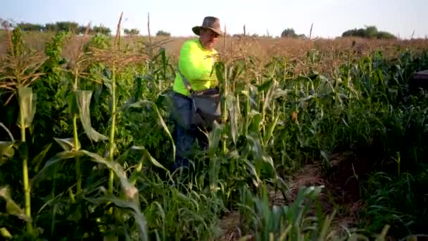 Agricultor Recogiendo Maíz Con Otra Mano Granja Recogiendo Maíz Cerca — Vídeos de Stock