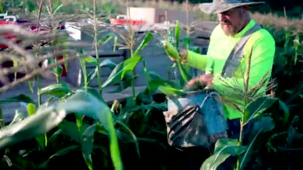 农民在夏天的早晨采摘玉米的衣服 — 图库视频影像