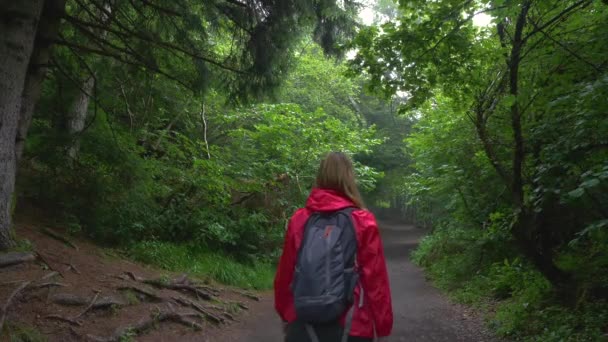 Bela Jovem Caminhando Floresta Durante Dia Verão — Vídeo de Stock