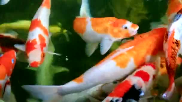 Krásný Japonská Koi Ryba Rybníku — Stock video