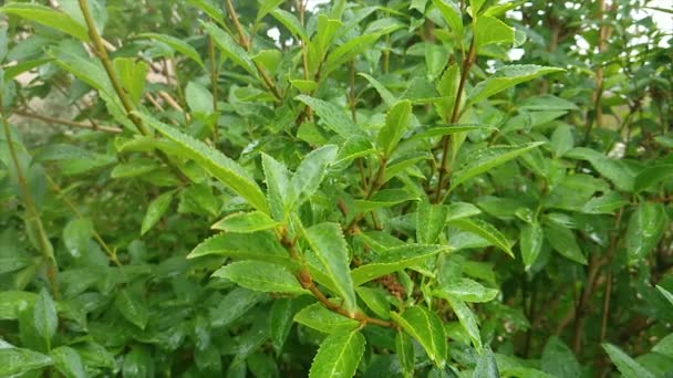 Alta Definição Câmera Lenta Chuva Caindo Folhas Verdes — Vídeo de Stock