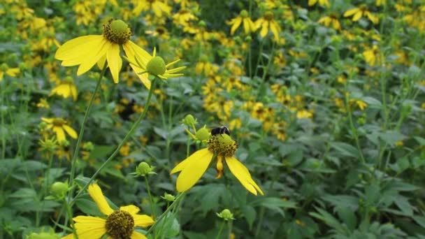 Πλάνα Μιας Μέλισσας Στα Λουλούδια — Αρχείο Βίντεο