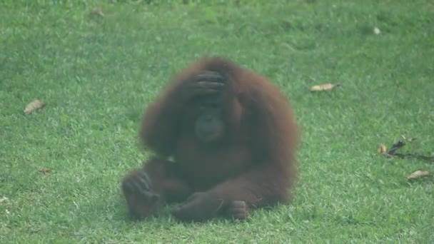 Female Orangutan Rolling Daytime View — Stock Video