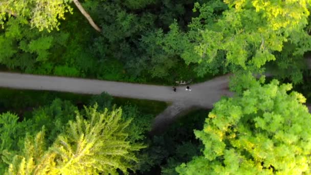 Vacker Skog Zrich Schweiz Uppifrån Träden Lyser Grönt Drönaren Börjar — Stockvideo