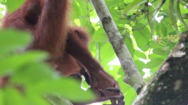 Orangutan Drzewach Niszczących Obiektyw Kamery — Wideo stockowe