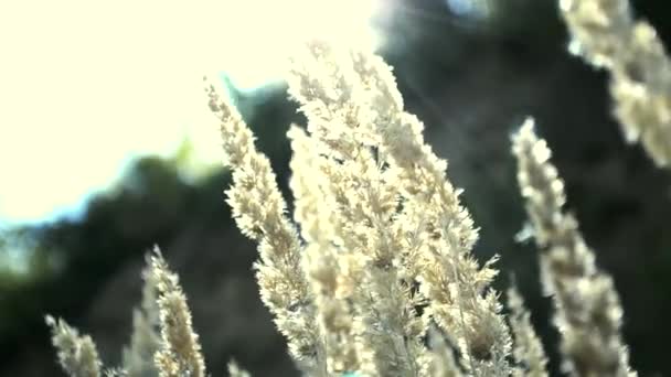 背景には太陽と小さな山を背に美しい小麦が風から飛び出しています — ストック動画