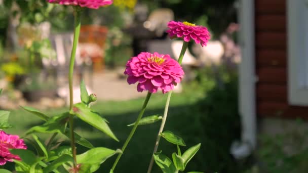 Vacker Rosa Blomma Närbild Bakgrunden — Stockvideo