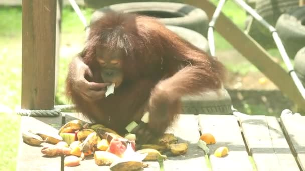 年轻的雌性猩猩吃水果的视频 — 图库视频影像