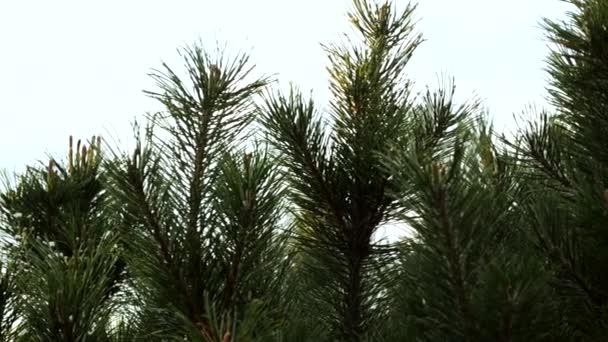 Árbol Coníferas Macro Con Cielo Nublado Fondo — Vídeos de Stock