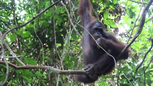 Man Orangutang Sitter Trädgren Djungeln — Stockvideo