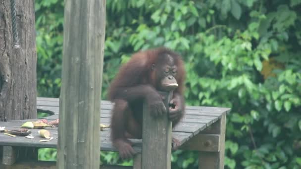 Video Female Orangutan Eating Being Chased Larger Male Orangutan — Stock Video