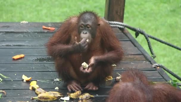 Video Female Juvenile Orangutan Eating Bananas — Stock Video