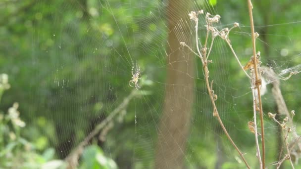 明るい晴れた日には オーブの巣の中で穏やかな夏の風に優しく揺れるクロスパイダー — ストック動画