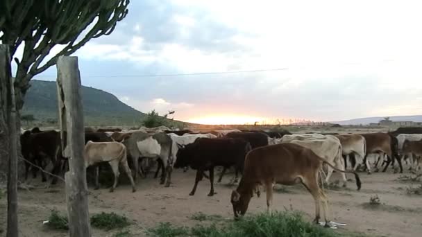 Αγελάδες Που Βόσκουν Τις Αγελάδες Τους Την Αυγή — Αρχείο Βίντεο