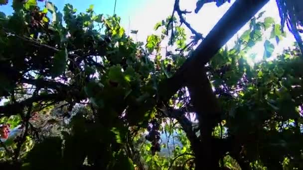 在阳光灿烂的日子里 被抛弃的无核葡萄种植园里 阳光穿过枝条 — 图库视频影像