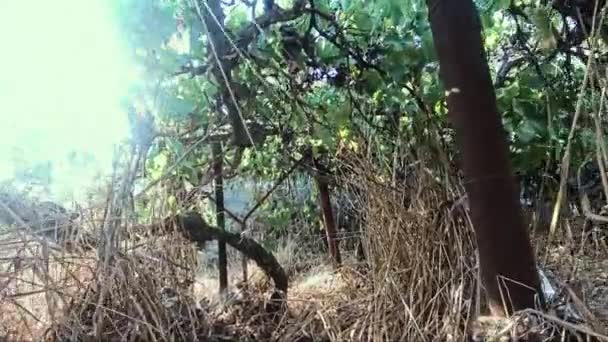 Opuštěné Rostoucí Vinné Plantáže Bez Semen Slunečného Dne Sluneční Paprsky — Stock video