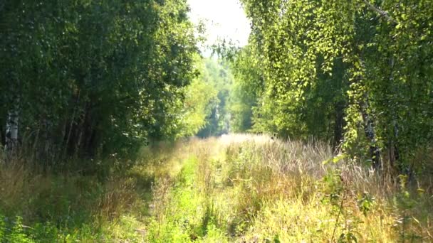 Estrada Abandonada Floresta — Vídeo de Stock