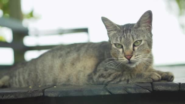 Gato Sonolento Deitado Chão Madeira Tarde Preguiçosa — Vídeo de Stock